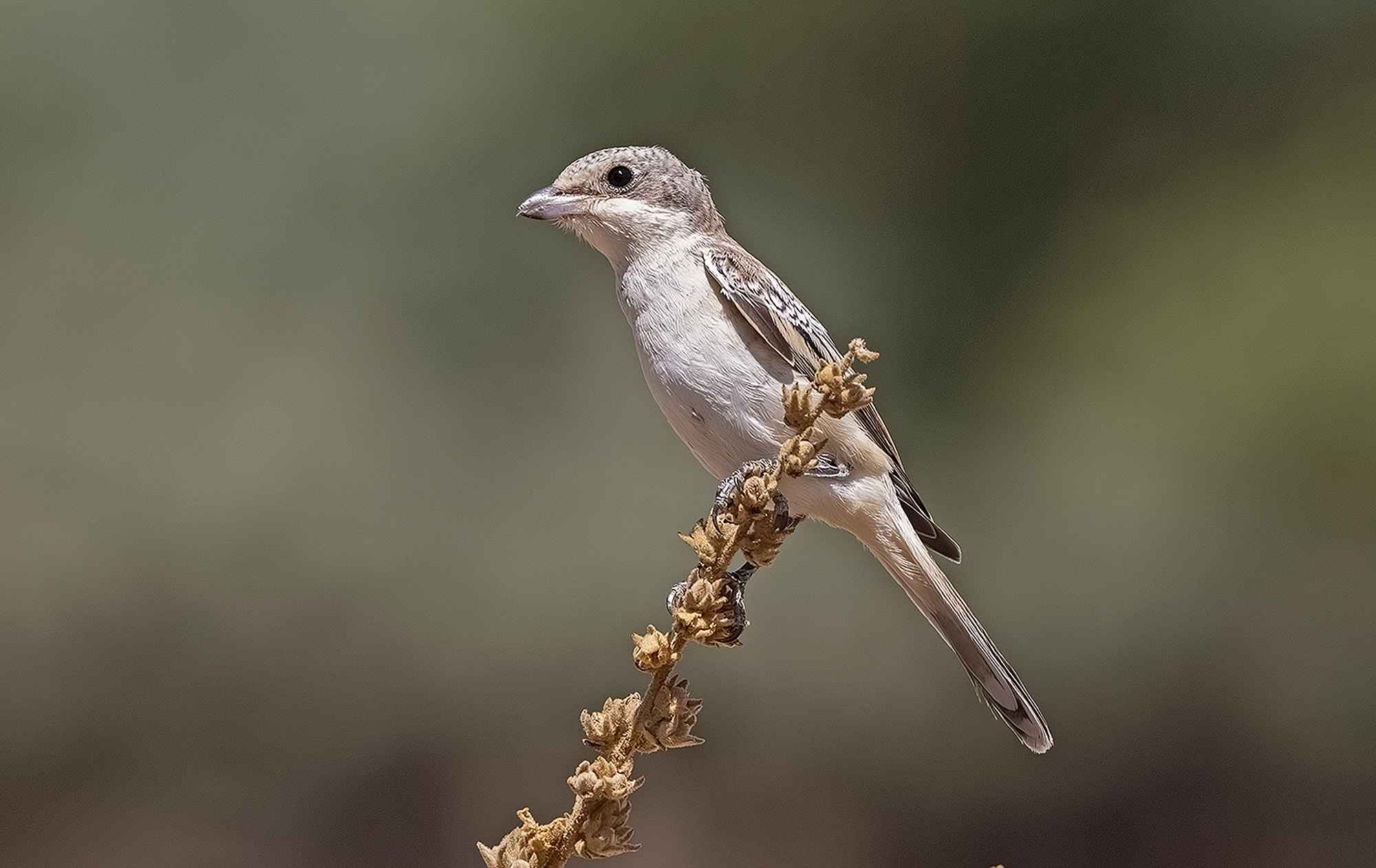 Red-backed Shrike